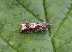 Common Birch Bell (Epinotia immundana)