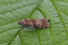Dotted Oak Knot-horn (Phycita roborella)