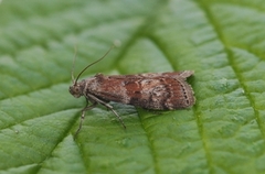 Streket eikesmalmott (Phycita roborella)