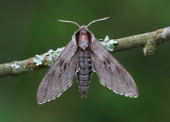 Furusvermer (Sphinx pinastri)