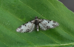 Flekkdvergmåler (Eupithecia irriguata)