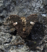 Dot Moth (Melanchra persicariae)