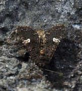 Svart hagefly (Melanchra persicariae)