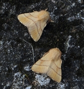 The Lackey (Malacosoma neustria)
