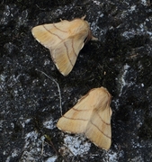 Okergul ringspinner (Malacosoma neustria)