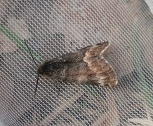 Light Orange Underwing (Archiearis notha)