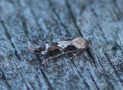 Neat Cosmet (Mompha divisella)