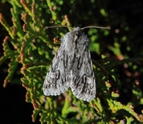 Rannoch Sprawler (Brachionycha nubeculosa)