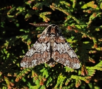 Eikelurvemåler (Biston strataria)