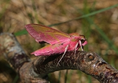 Stor snabelsvermer (Deilephila elpenor)