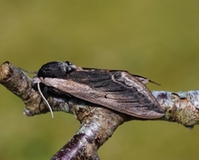 Ligustersvermer (Sphinx ligustri)