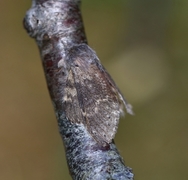 Ekorntannspinner (Stauropus fagi)