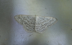 Cream Wave (Scopula incanata)