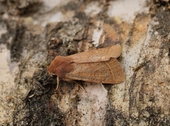 Common Quaker (Orthosia cerasi)