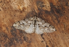 Eikefrostmåler (Agriopis leucophaearia)