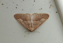 Dotted Border (Agriopis marginaria)