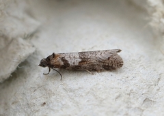 Winter Shade (Tortricodes alternella)