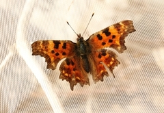 Comma Butterfly (Polygonia c-album)