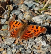 Comma Butterfly (Polygonia c-album)