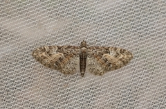 Vårdvergmåler (Eupithecia abbreviata)