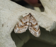 Barred Tooth-striped (Trichopteryx polycommata)
