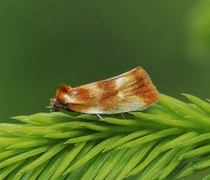 Brassy Tortrix (Eulia ministrana)