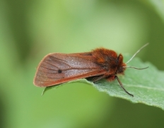 Ruby Tiger (Phragmatobia fuliginosa)