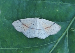 Punktløvmåler (Cyclophora punctaria)