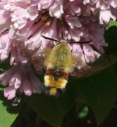 Broad-bordered Bee Hawk-moth (Hemaris fuciformis)