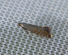 Glyphipterix thrasonella