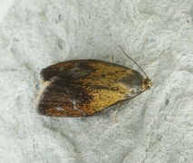 Blybladvikler (Ptycholoma lecheana)