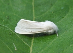 Hvit tigerspinner (Spilosoma urticae)