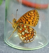 Bog Fritillary (Boloria eunomia)
