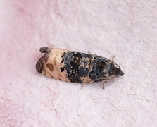 Black-spot Marble (Hedya atropunctana)
