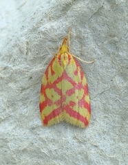 Hypercallia citrinalis