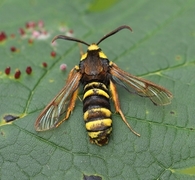 Hornet Moth (Sesia apiformis)