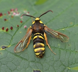 Ospeglassvinge (Sesia apiformis)