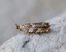 Brown Elm Bell (Epinotia abbreviana)