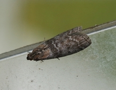 Ospesmalmott (Sciota hostilis)