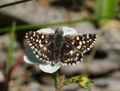 Grizzled Skipper (Pyrgus malvae)