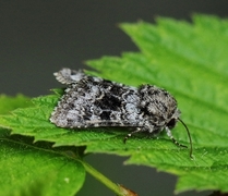 Broad-barred White (Hecatera bicolorata)