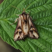 Purple Cloud (Actinotia polyodon)
