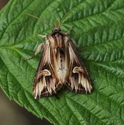 Tannet perikumfly (Actinotia polyodon)