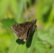 Dingy Skipper (Erynnis tages)