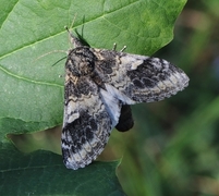 Prakttannspinner (Notodonta tritophus)