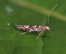 Acrocercops brongniardella