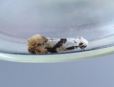 Hvit kjukemøll (Nemapogon clematella)