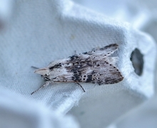 Burothettefly (Cucullia absinthii)