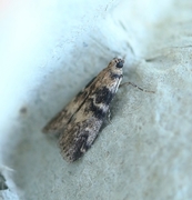 Ash-bark Knot-horn (Euzophera pinguis)
