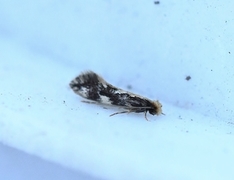 Rosenkjukemøll (Agnathosia mendicella)